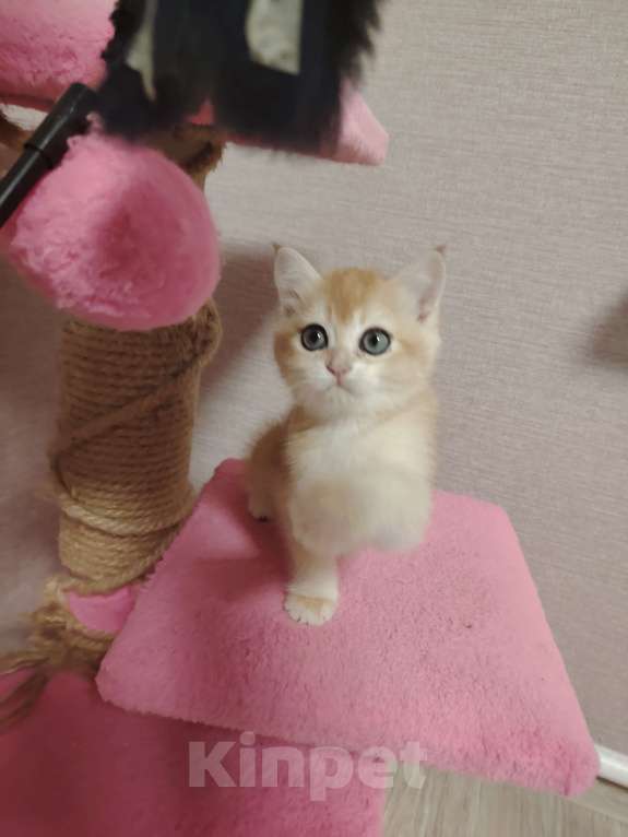 Кошки в Нижнем Новгороде: Британская золотая шиншилла Девочка, 25 000 руб. - фото 2