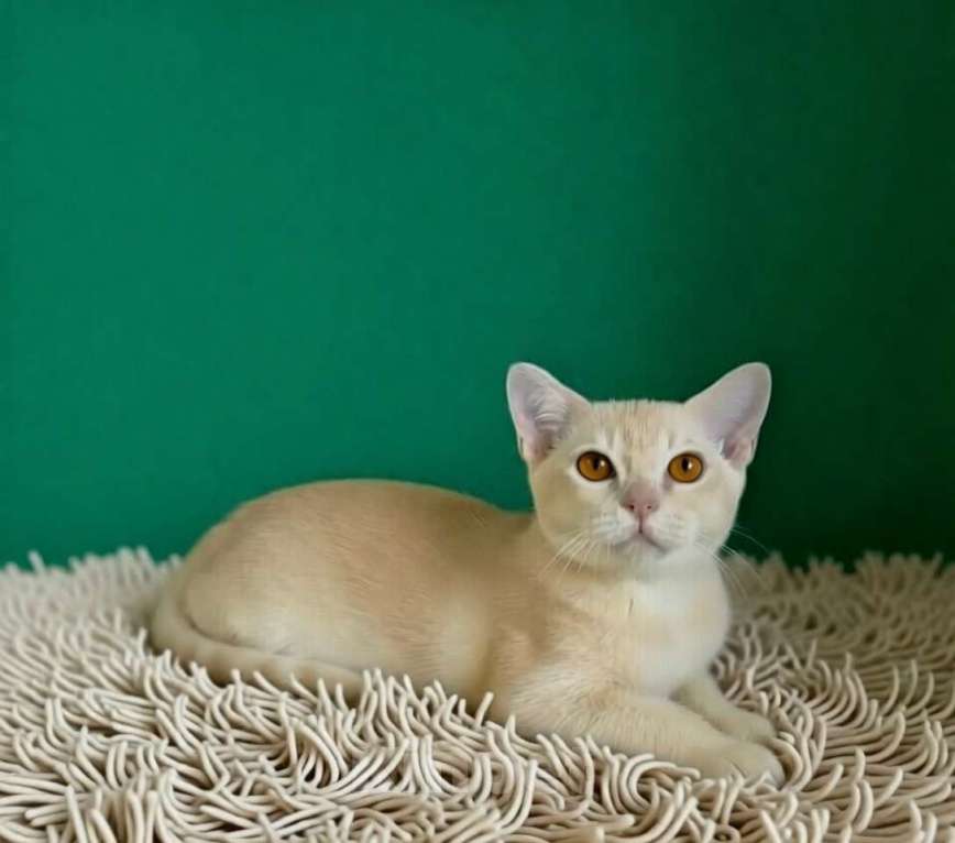 Кошки в Электростали: Бурма Мальчик, 75 000 руб. - фото 2