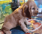Собаки в Тобольске: Английский кокер спаниель Девочка, 10 000 руб. - фото 6