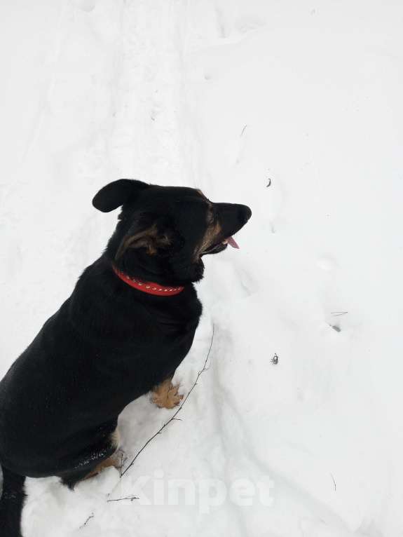 Собаки в Москве: Помогите найти! Девочка, 10 000 руб. - фото 4