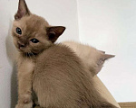Кошки в Москве: Бурма котята Мальчик, Бесплатно - фото 2