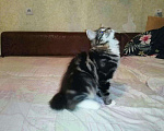Кошки в Магадане: Курильские бобтейлы от Абсолютного Чемпиона, 20 000 руб. - фото 2