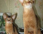 Кошки в Чебоксарах: Абиссинский котенок - котик дикого окраса!, 35 000 руб. - фото 1
