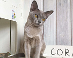 Кошки в Москве: Бурманский котенок голубого окраса, 60 000 руб. - фото 1