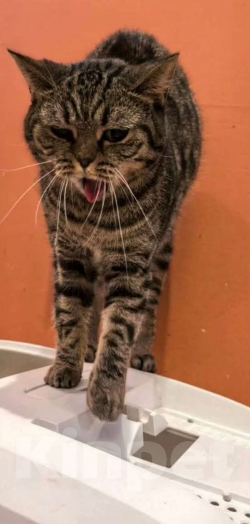 Кошки в Химках: Анфиса — маленькая принцесса ищет дом! Девочка, Бесплатно - фото 3