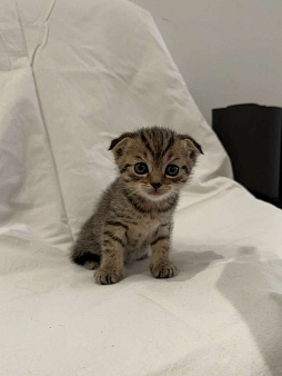 Продаю шотландскую вислоухую кошку