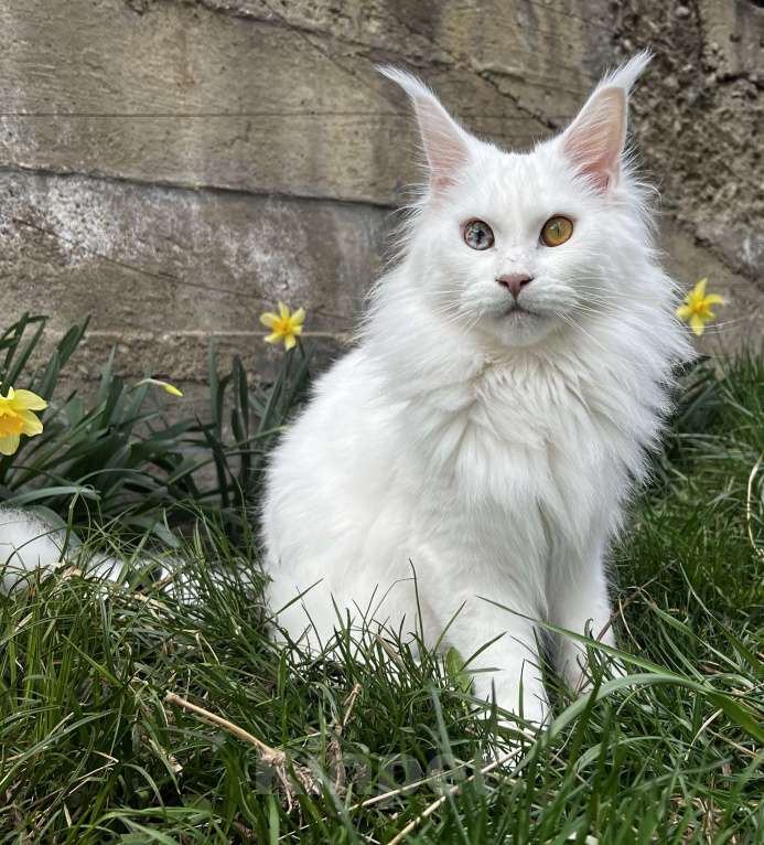 Кошки в Пятигорске: Питомник Affectionate miracle Девочка, Бесплатно - фото 3