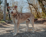 Собаки в Москве: Джекки ищет дом Мальчик, Бесплатно - фото 1