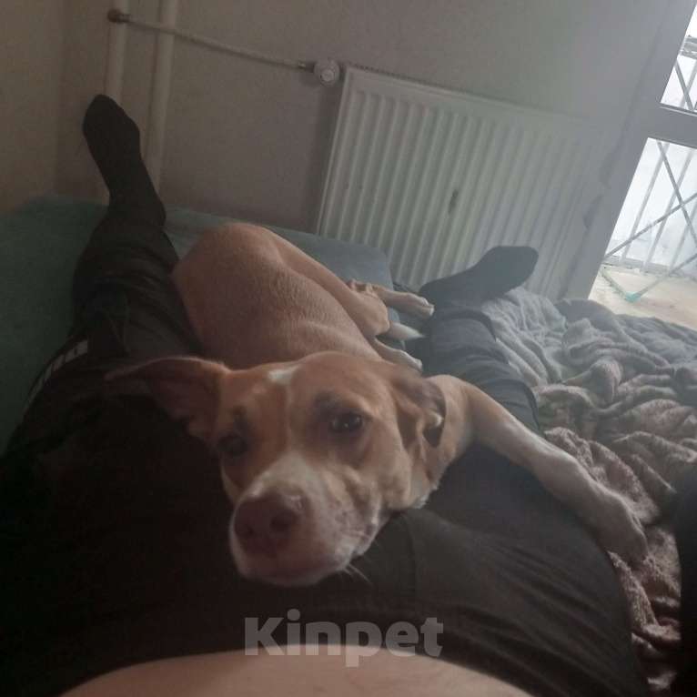 Собаки в других городах Воронежской области: Отдам даром в добрые руки Девочка, 10 руб. - фото 2