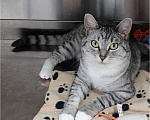 Кошки в Москве: Молодая кошечка Туся в самые добрые руки! Девочка, Бесплатно - фото 2