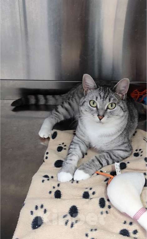 Кошки в Москве: Молодая кошечка Туся в самые добрые руки! Девочка, Бесплатно - фото 2