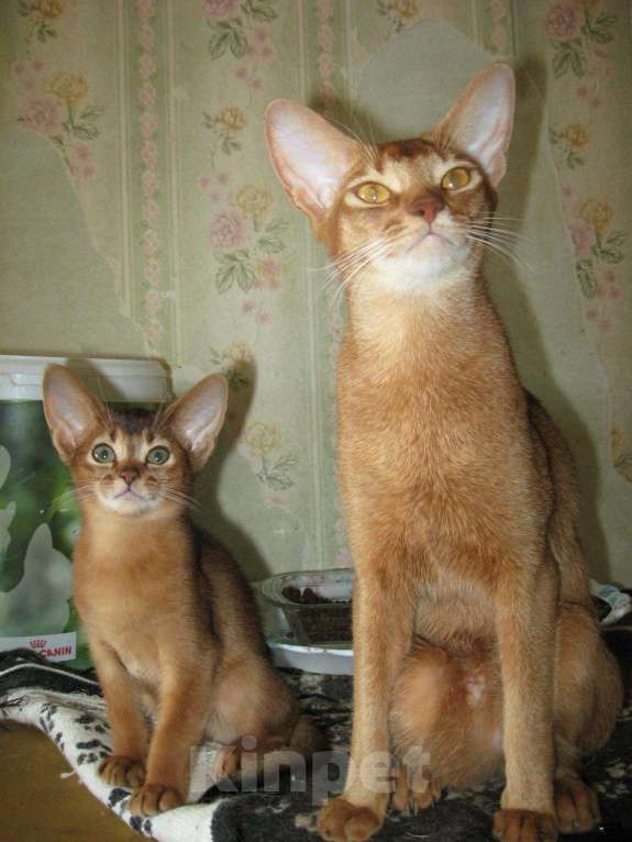 Кошки в Чебоксарах: Абиссинский котенок - котик дикого окраса!, 35 000 руб. - фото 1