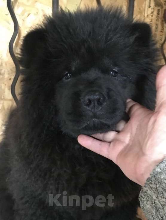 Собаки в Санкт-Петербурге: Продаётся племенной щенок Чау-Чау. Мальчик, Бесплатно - фото 3