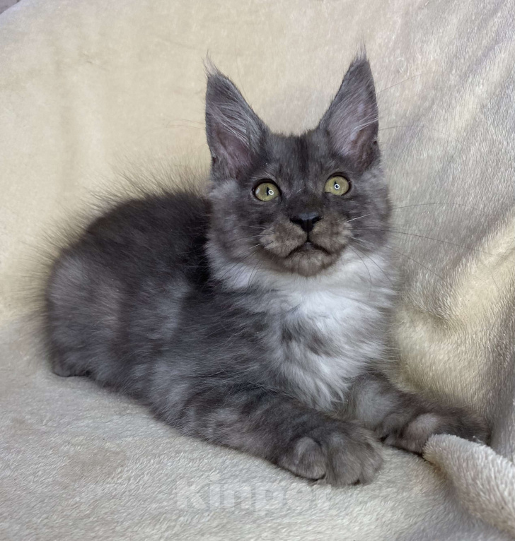 Кошки в Дмитрове: Черный дымчатый мальчик мейн кун Willian Мальчик, 40 000 руб. - фото 1