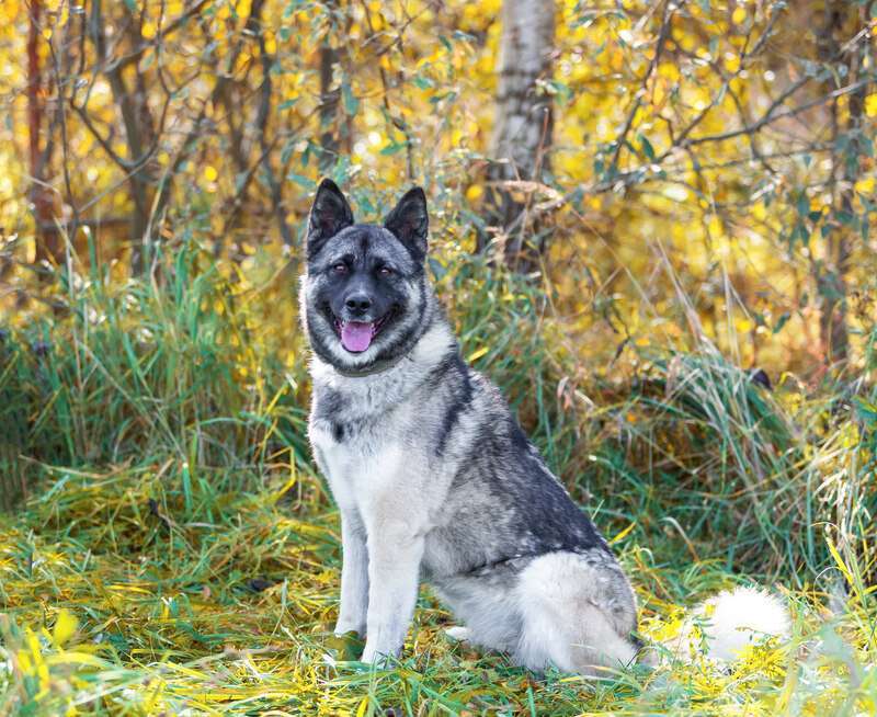 Собаки в Люберцах: Молодая американская акита Нори в добрые руки Девочка, 1 руб. - фото 2