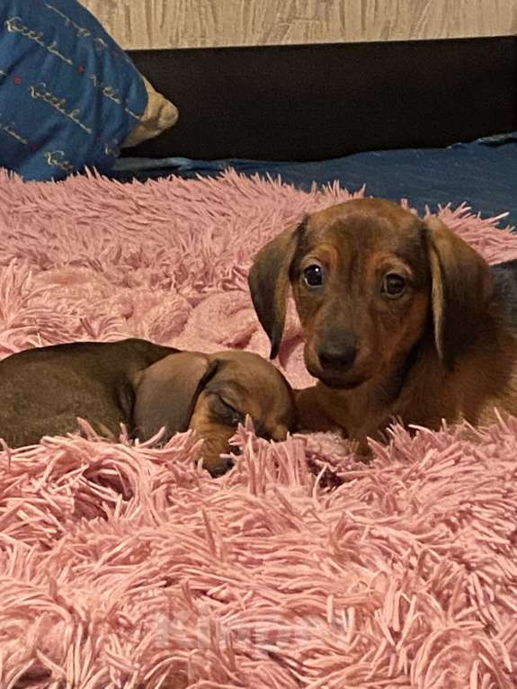 Собаки в Москве: Чистокровные детки готовы к продаже в новый дом где их будут любить есть доставка  Девочка, 15 000 руб. - фото 3