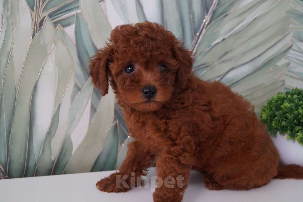 Собаки в Москве: Щенок той пуделя- девочка Девочка, 80 000 руб. - фото 5