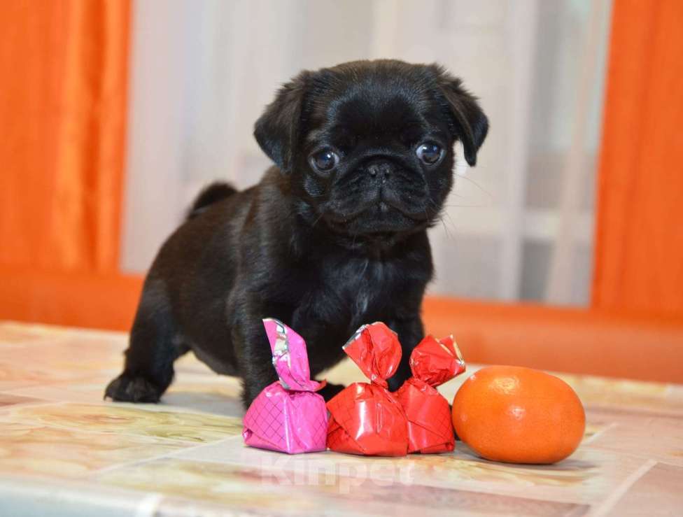 Собаки в Твери: Малышка мопса Девочка, 40 000 руб. - фото 2