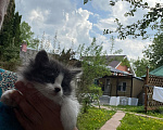 Кошки в Москве: Котенок ищет дом Мальчик, Бесплатно - фото 5