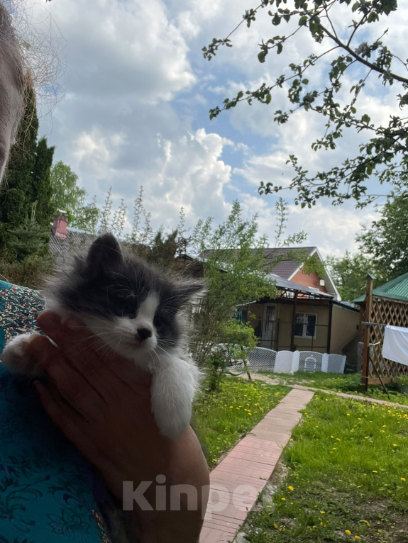 Кошки в Москве: Котенок ищет дом Мальчик, Бесплатно - фото 5