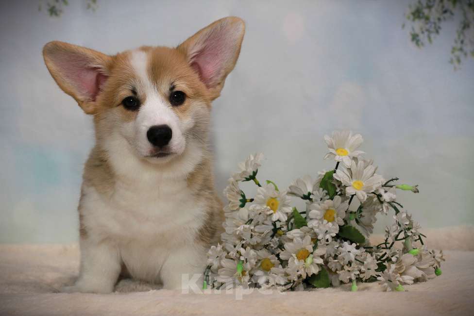 Собаки в Москве: Щенки вельш корги пемброк Девочка, 50 000 руб. - фото 3