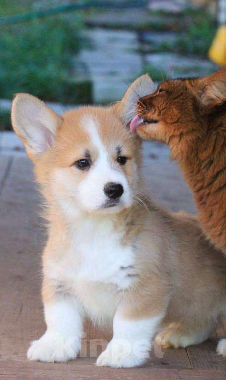 Собаки в Москве: Аманси Буги-вуги Мальчик, 75 000 руб. - фото 1