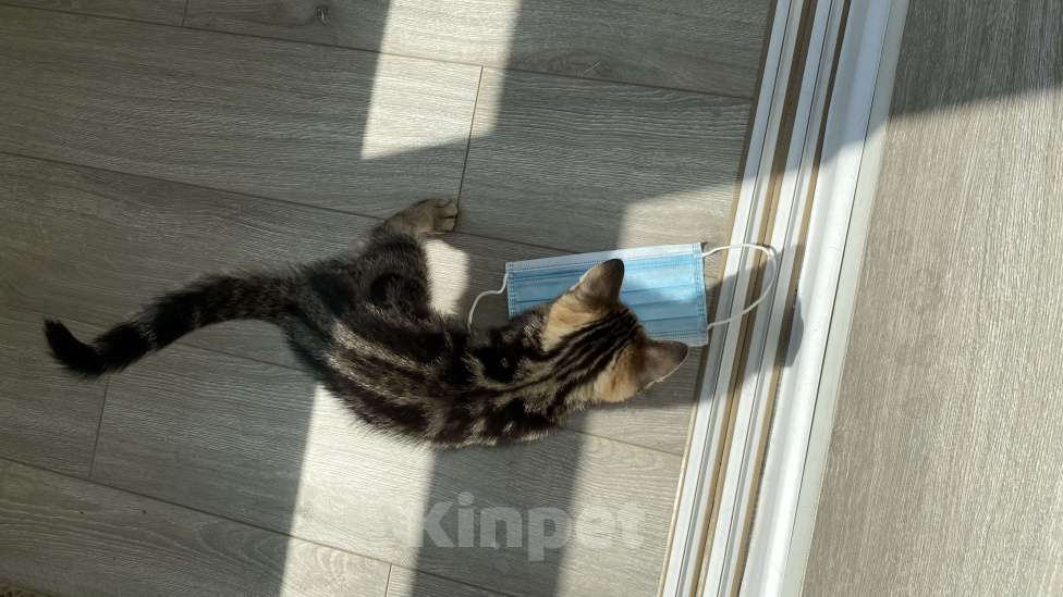 Кошки в Барнауле: Прямоухая кошечка Девочка, 3 500 руб. - фото 2