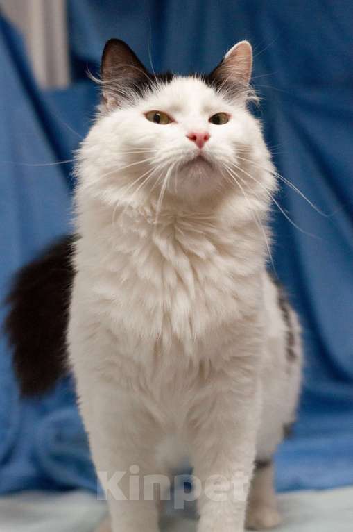 Кошки в Ногинске: Кот,  знающий толк в бабочках, ждет свою семью в приюте Мальчик, Бесплатно - фото 3