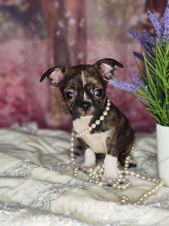 Собаки в Балашихе: Чихуахуа Кобби мальчик Мальчик, 25 000 руб. - фото 3