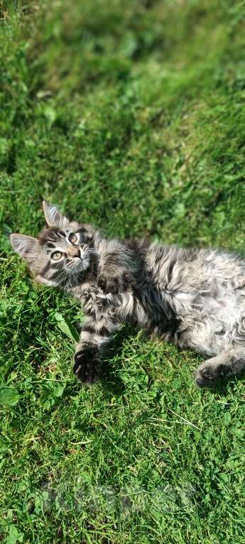Кошки в Шатуре: Мей-кун котенок Девочка, 10 000 руб. - фото 1