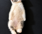 Кошки в Москве: 🐱Ищем семью для котёнка, возраст около 3 месяцев! Девочка, 100 руб. - фото 3