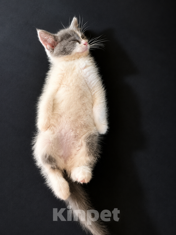 Кошки в Москве: 🐱Ищем семью для котёнка, возраст около 3 месяцев! Девочка, 100 руб. - фото 3