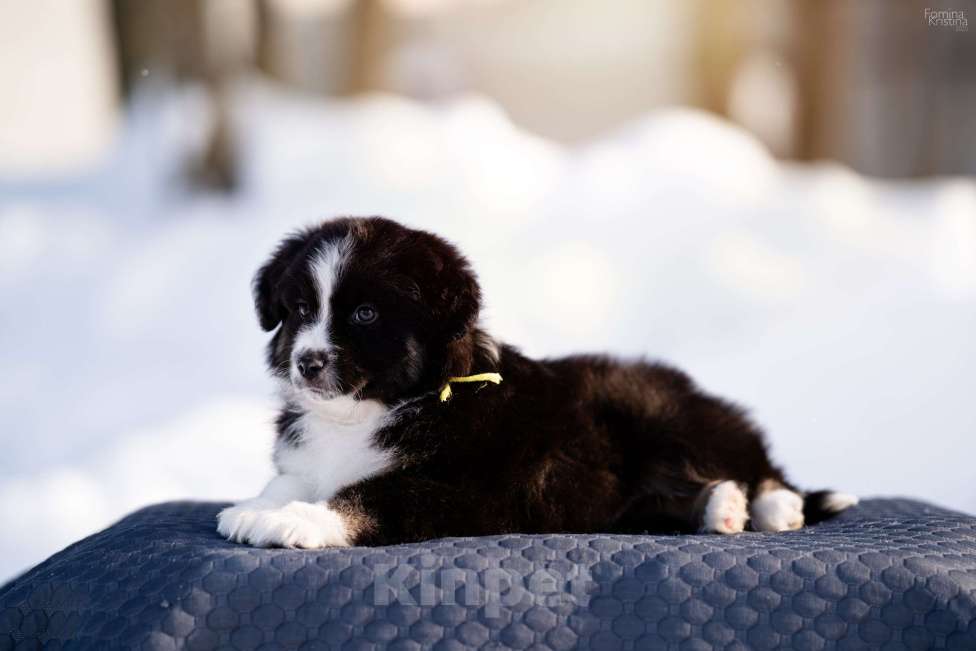 Собаки в других городах Московской области: Щенки миниаусси Мальчик, 60 000 руб. - фото 1