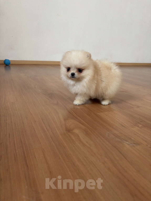 Собаки в Москве: Миниатюрная девочка померанского шпица, Эльза  Девочка, 55 000 руб. - фото 3