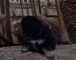 Собаки в Липецке: Маленькие комочки счастья ищут свой дом Девочка, 12 000 руб. - фото 1