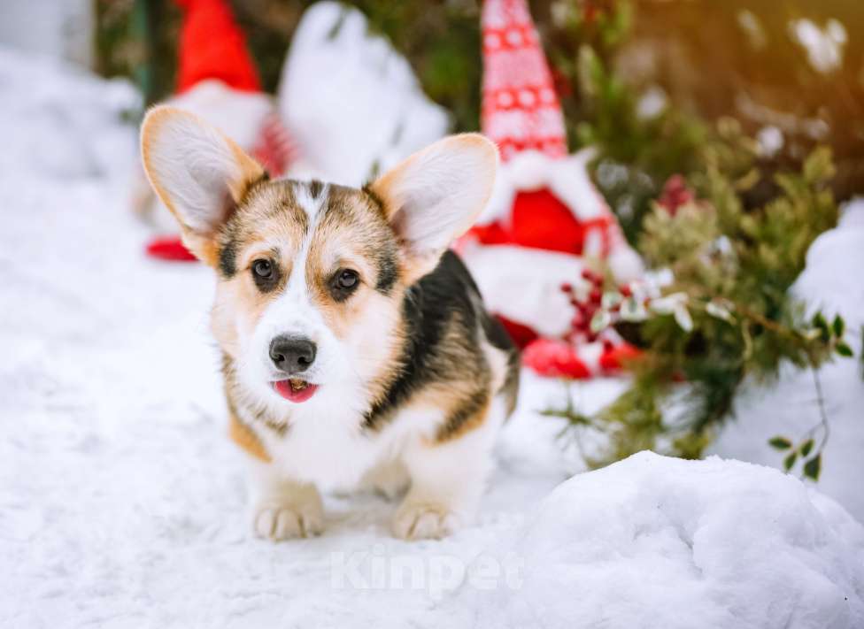 Собаки в Новосибирске: Вельш Корги Пемброк Джек Воробей Мальчик, 65 000 руб. - фото 4