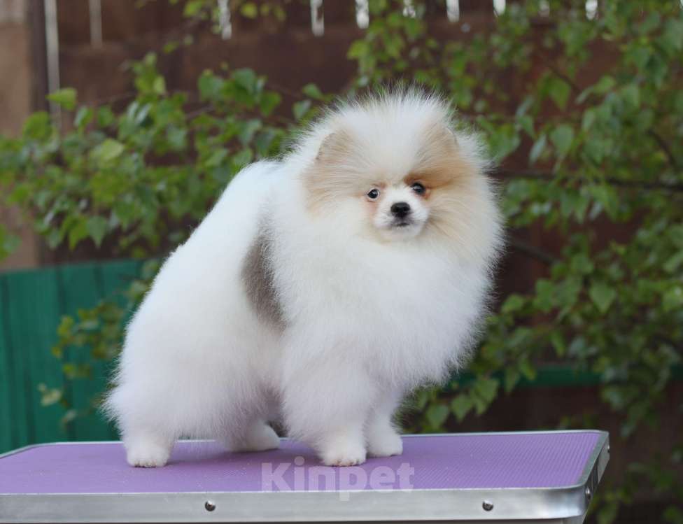 Собаки в Москве: Щенки померанского шпица Мальчик, Бесплатно - фото 3