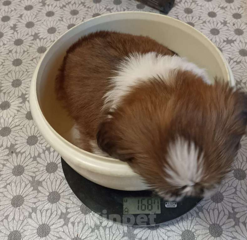 Собаки в Санкт-Петербурге: Девочка ши-тцу в ярком шоколадном плаще Девочка, 50 000 руб. - фото 1