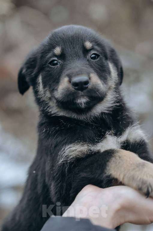 Собаки в Москве: Забава и Софико  Девочка, Бесплатно - фото 2