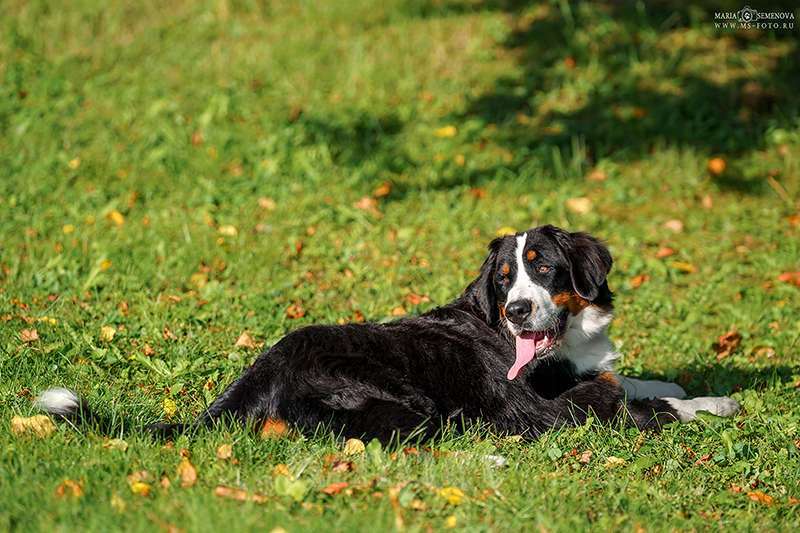 Собаки в Волоколамске: Бернский Зенненхунд, Макдалена. Девочка, Бесплатно - фото 5