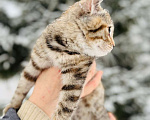 Кошки в Новосибирске: Котенок девочка полосатая Девочка, 5 руб. - фото 5