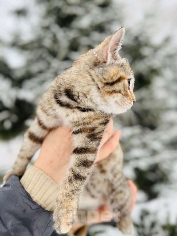 Кошки в Новосибирске: Котенок девочка полосатая Девочка, 5 руб. - фото 5