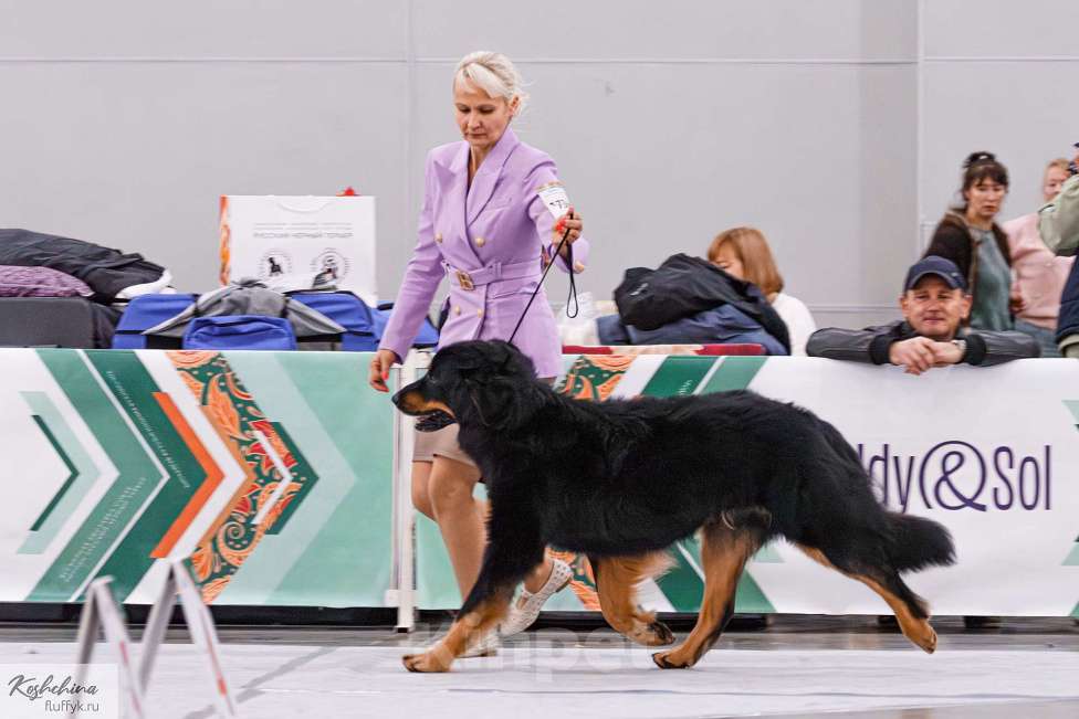 Собаки в Москве: Ховаварт щенки Мальчик, Бесплатно - фото 6