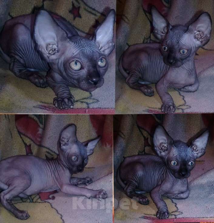 Кошки в Курске: Донской черный мальчик ДГГ Мальчик, 18 000 руб. - фото 1