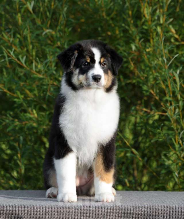 Собаки в Санкт-Петербурге: Австралийская овчарка, девочка черный триколор Девочка, 100 000 руб. - фото 3