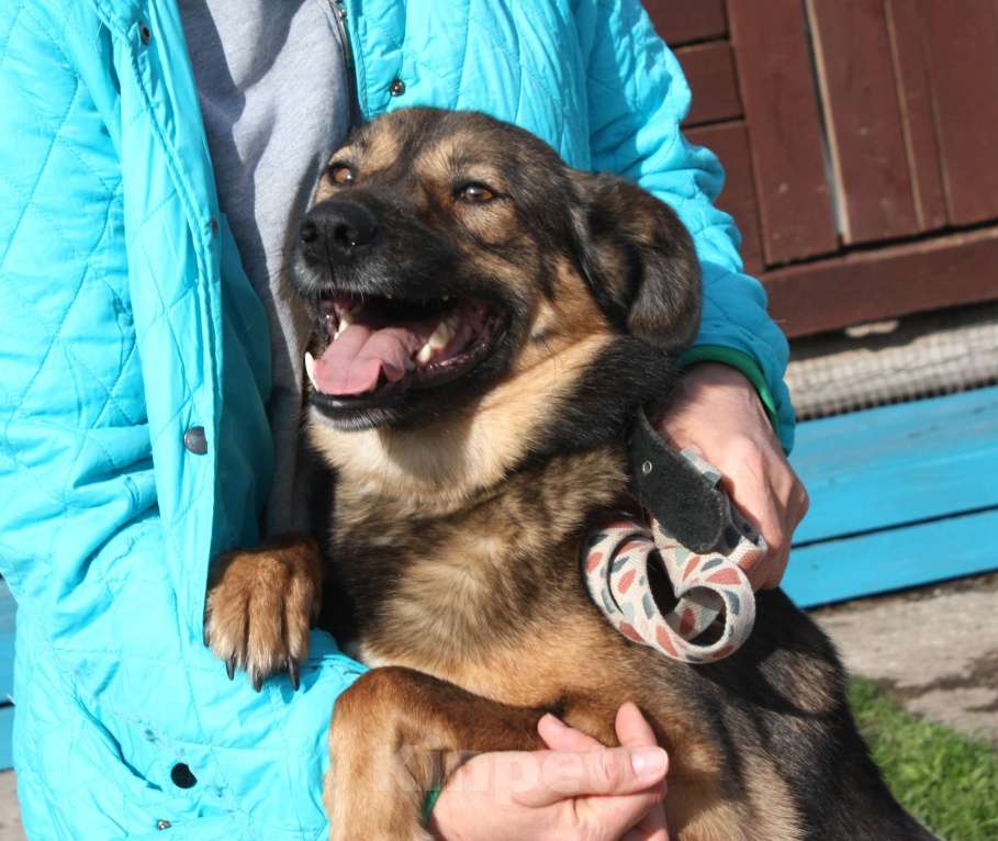 Собаки в Москве: Классный мальчишка Тимка ждет свою семью Мальчик, Бесплатно - фото 4