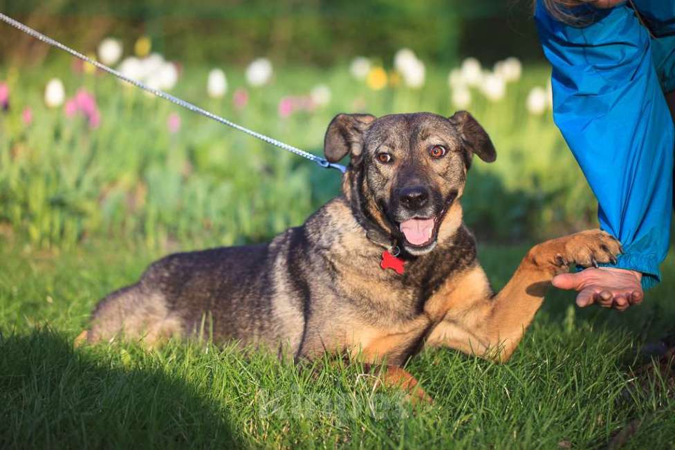 Собаки в Москве: Куша Девочка, Бесплатно - фото 3