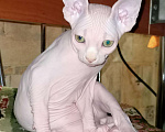 Кошки в Ливны: Котенок, 58 руб. - фото 1