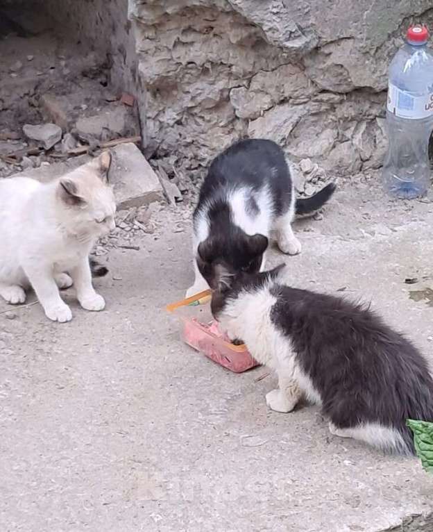 Кошки в Ковровом: Вася, Мусенька и Мурзичек ждут своих хозяев. Мальчик, Бесплатно - фото 2
