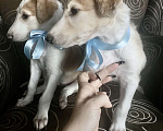Собаки в Новокузнецке: Продаётся щенок РПБ Мальчик, 15 000 руб. - фото 2